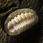 Leptochitonidae 1